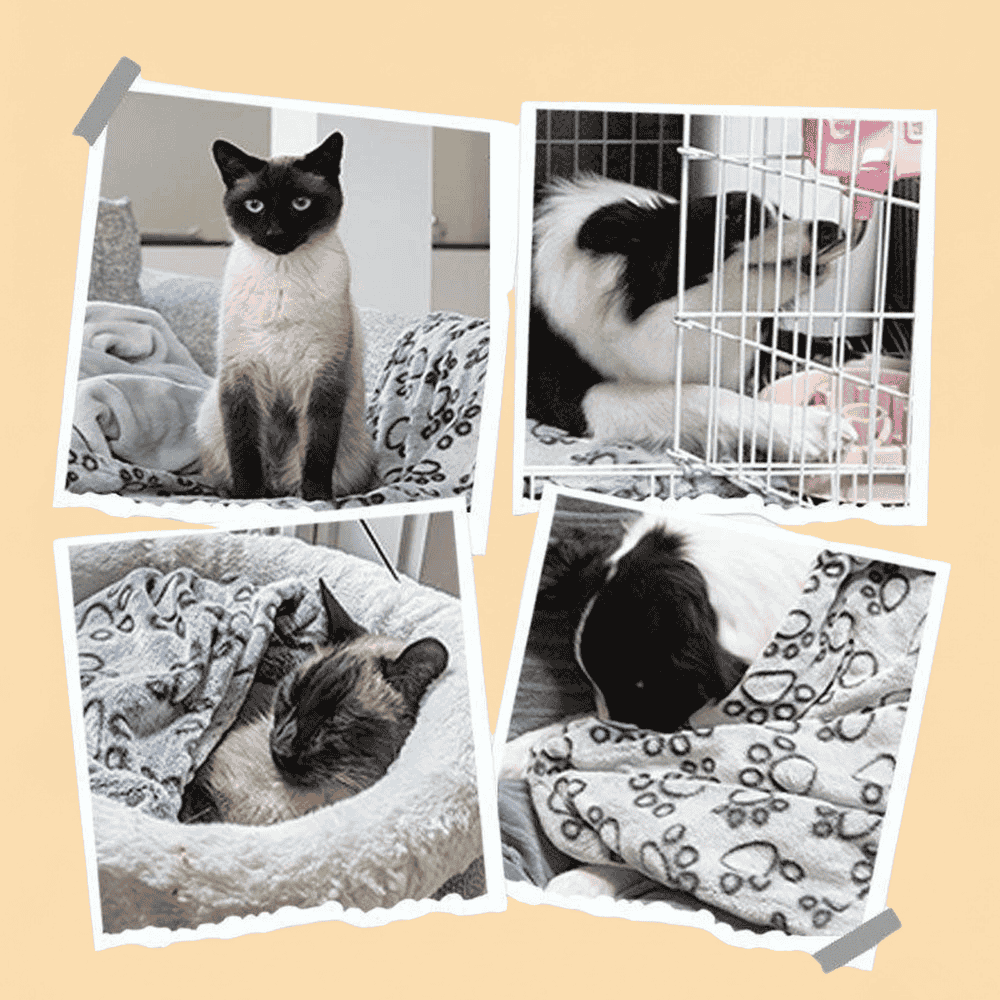 Manta Pet Inverno Lavavel Macia Caes Gatos Cinza