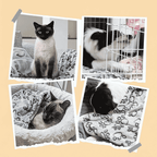 Manta Pet Inverno Lavavel Macia Caes Gatos Cinza