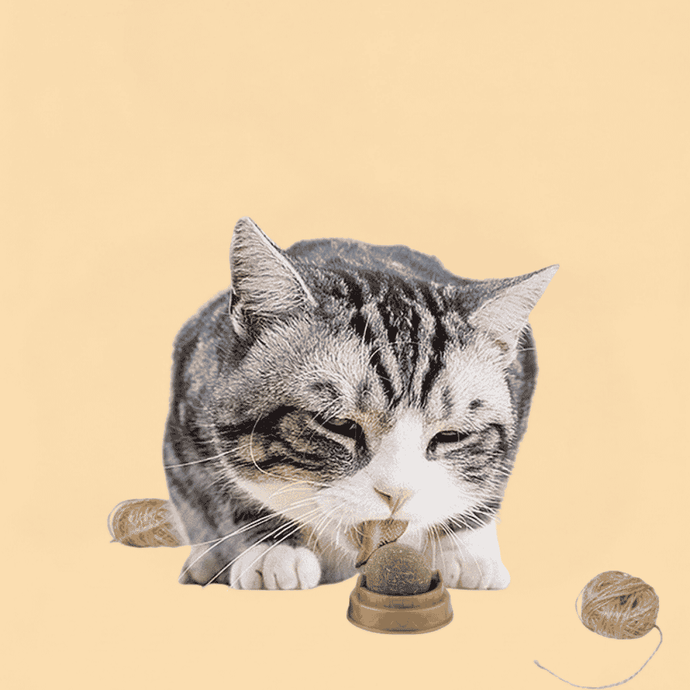 Bola de Catnip Natural de Parede para Gatos Digestão Saudável