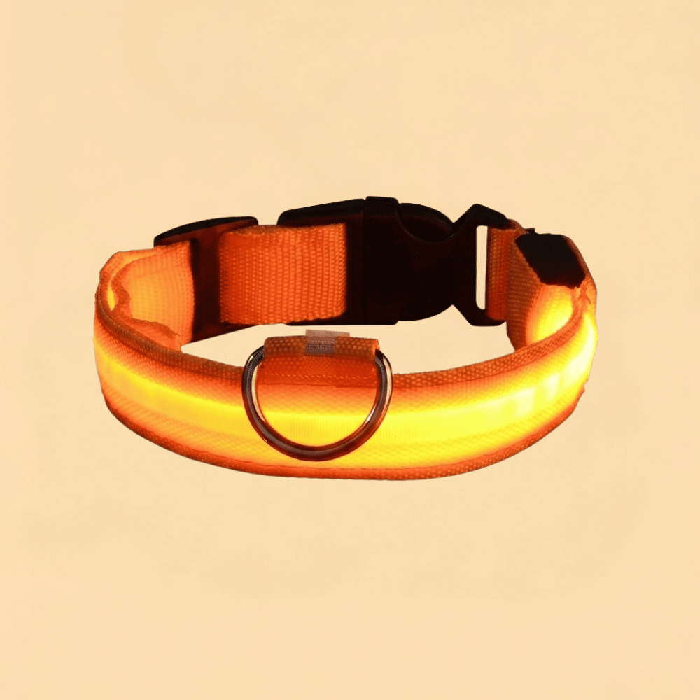 Guia de Cachorro com LED em Nylon e Brilho Noturno